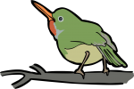 Jamaican Tody